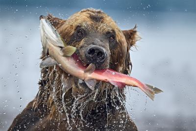 Bears of Kuril lake