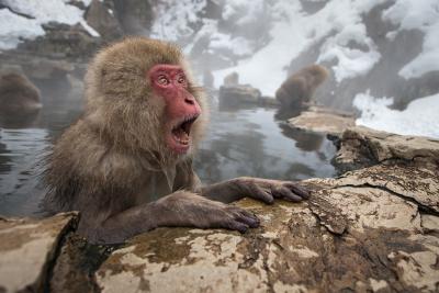 snow monkeys