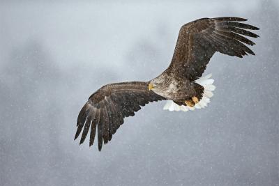 Hokkaido wings