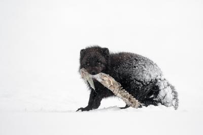 arctic 