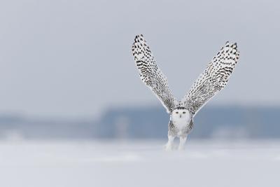 winter owl