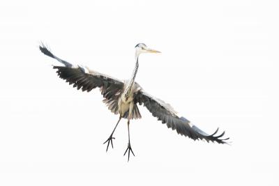 Water birds