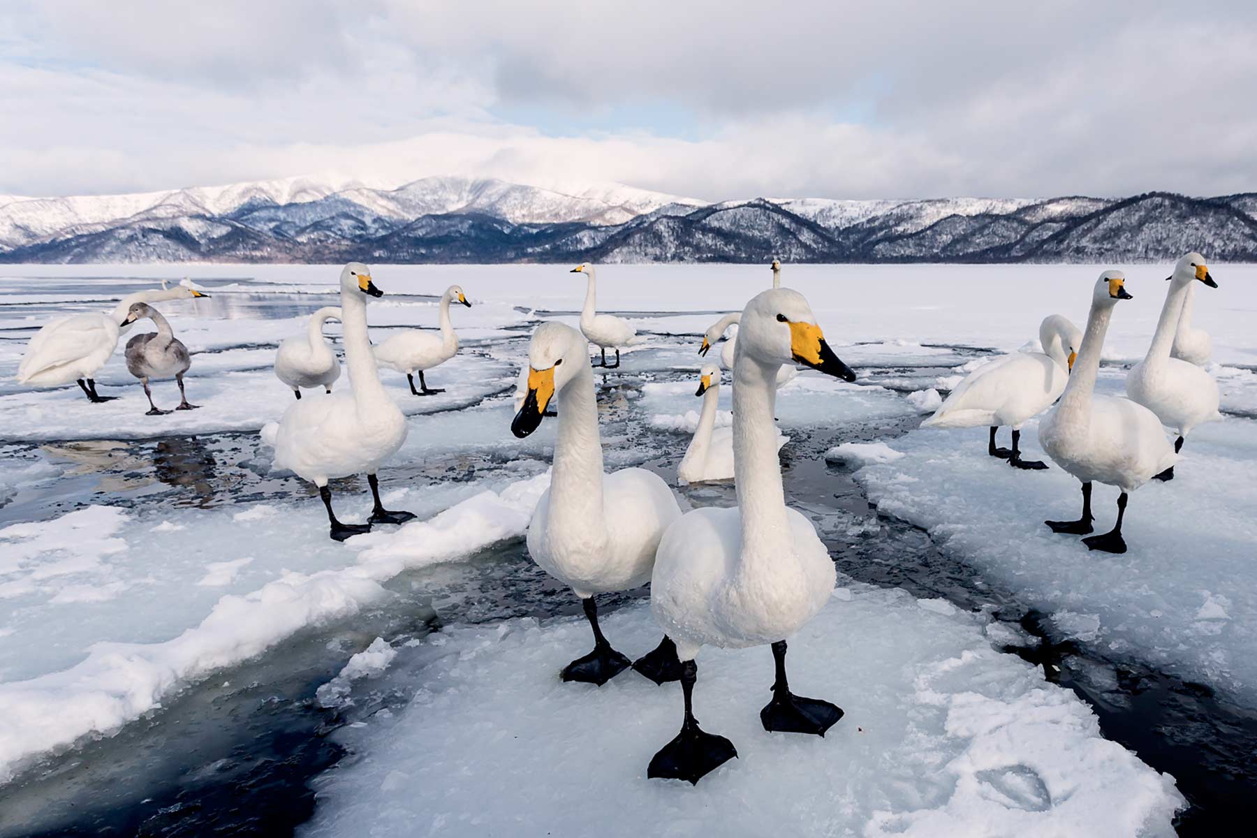 Milo Angelo Ramella - Wildlife Photographer