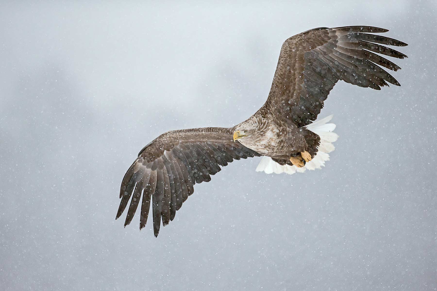 Milo Angelo Ramella - Wildlife Photographer