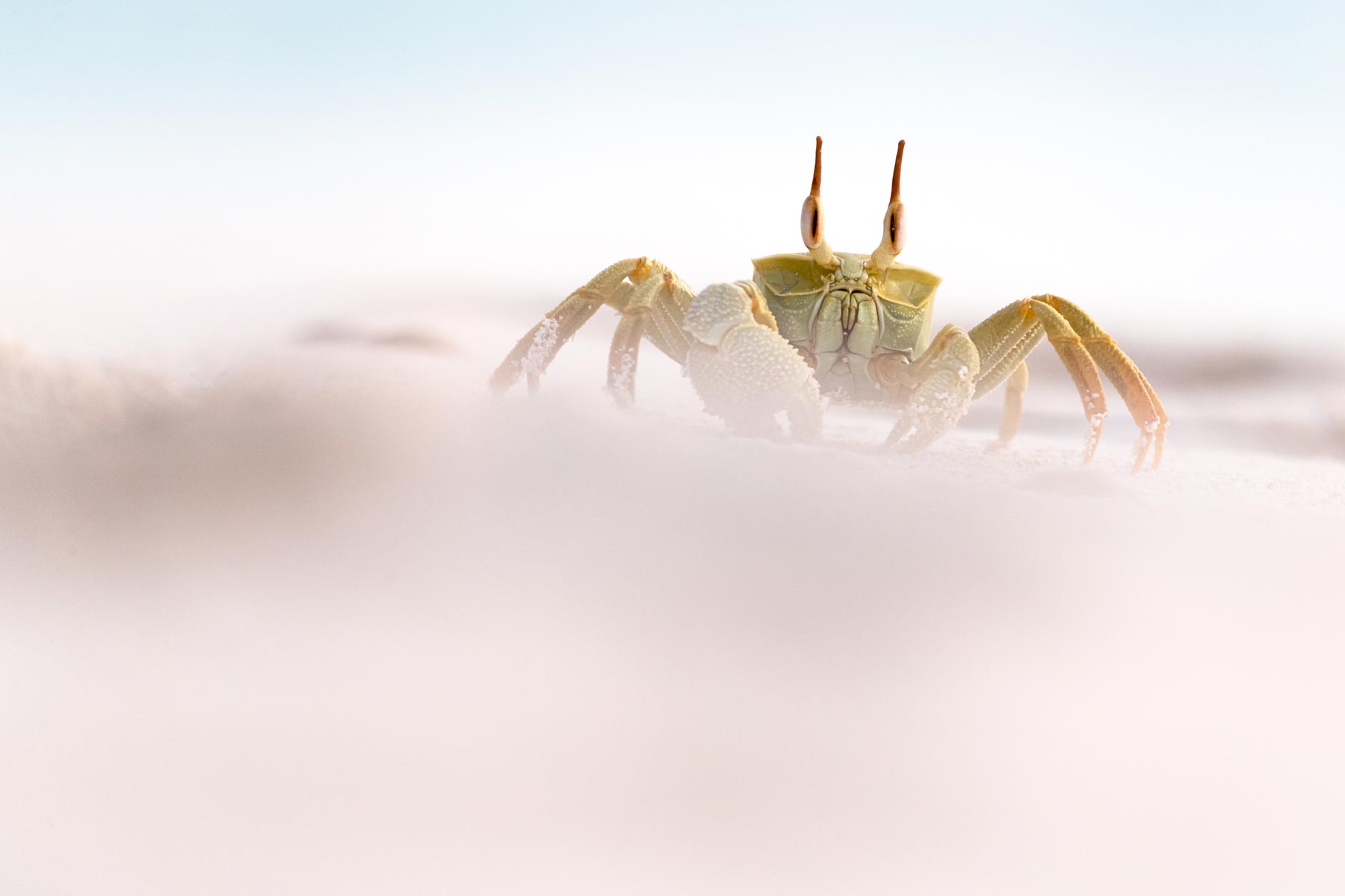 Milo Angelo Ramella - Wildlife Photographer